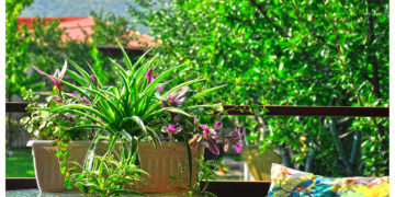 #OK! ,,მუზა ფლორა” – სივრცის გამწვანება და გაყვავილება მარტივად