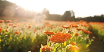 #OK! ბუნებრივი სილამაზე, რომელსაც შეიძლება ენდოთ – ნათია ჭინჭარაულის გერმანული ვოიაჟი „ველედას“ ბაღში