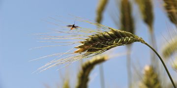 #OK! საქართველო ხორბლის წარმოშობის უმთავრესი კერაა