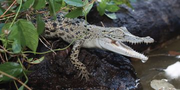 #OK! მოდა ცხოველთა უფლებების დასაცავად