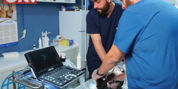 #OK! GAF – საქართველოს  ცხოველთა ფედერაცია გარემო, რომელიც ზრუნავს