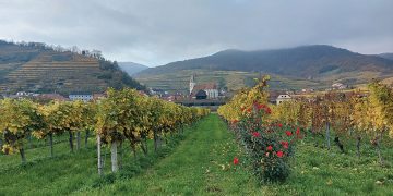 #OK! მევენახეობა-მეღვინეობის კულტურა ავსტრიაში