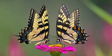 #OK! პეპლების პოპულაცია საგრძნობლად შემცირდა – რა საფრთხე ემუქრება ეკოსისტემას?