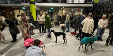 #OK!  გერმანიის აეროპორტებმა ფეიერვერკებით შეშინებული ძაღლები შეიფარეს